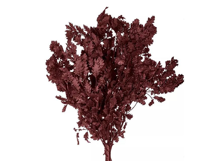 Quercia Naturale Stabilizzata  - Sconti per Fioristi e Aziende - Busta Kg.1 Rami H 90/100