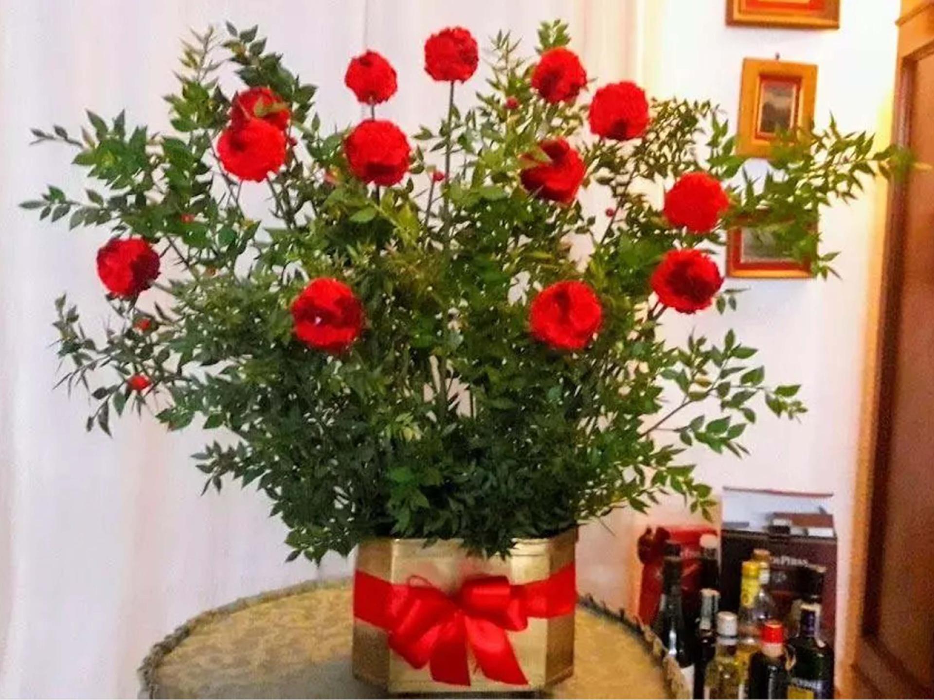 Ruscus Aculeatus H 90 - Sconti per Fioristi e Aziende - Pungitopo Stabilizzato Kg. 1