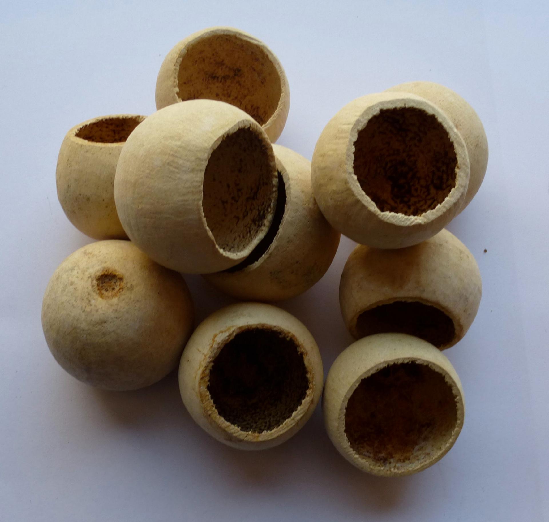 Mini Bell Cups Kurchi Ftuit  - Sconti per Fioristi e Aziende - gr.250