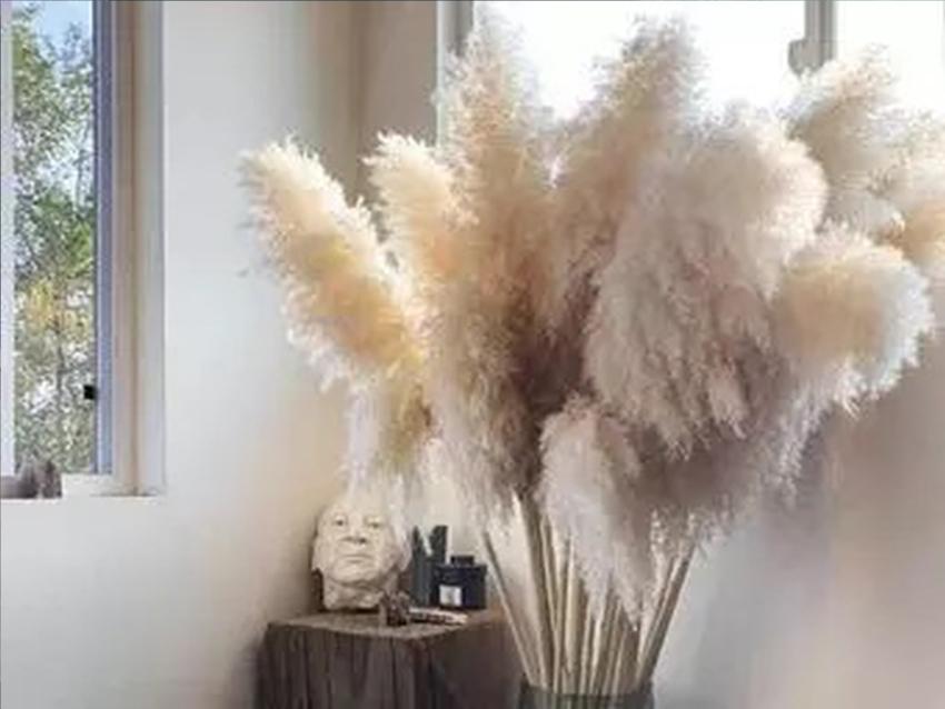 Pampas Naturale H 170  - Sconti per Fioristi e Aziende - Sbiancato ciuffo large