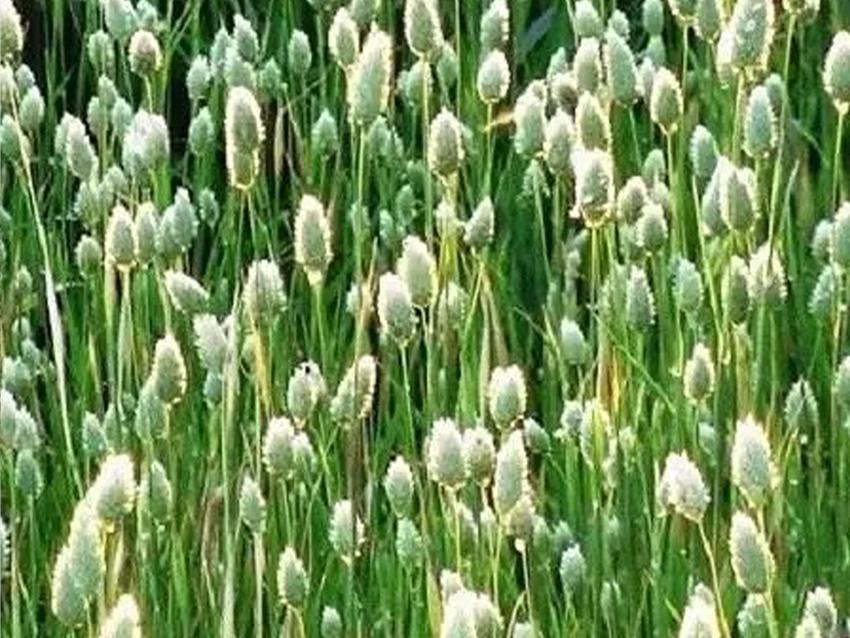 Phalaris Naturale gr. 150  Stabilizzato  - Sconti per Fioristi e Aziende