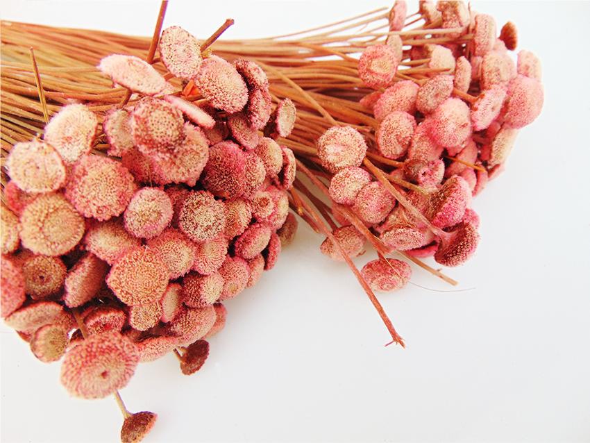Botao Branco gr.50  Naturale H 50 - Sconti per Fioristi e Aziende
