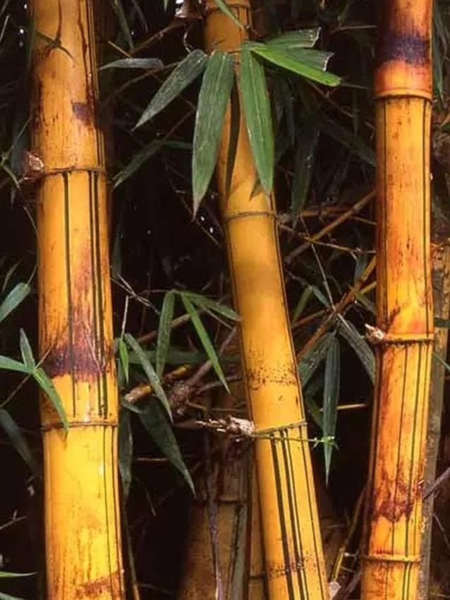 Canne di bamboo naturale  altezze e diametri diversi - Sconti per Fioristi e Aziende