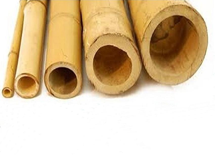 Canne di bamboo naturale  altezze e diametri diversi - Sconti per Fioristi e Aziende