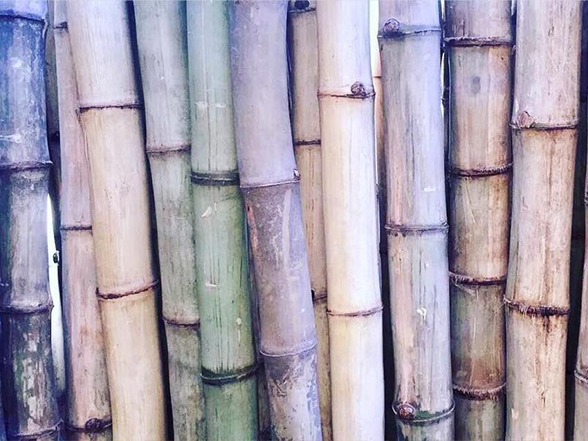 Canne di bamboo naturale altezze e diametri diversi - Sconti per