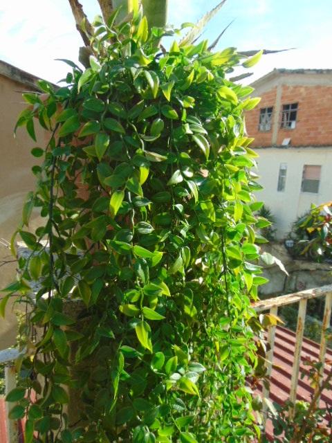 Ruscus cadente x 9 H 160 - Sconti per Fioristi e Aziende . - Artificiale