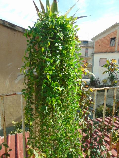 Ruscus cadente x 9 H 160 - Sconti per Fioristi e Aziende . - Artificiale