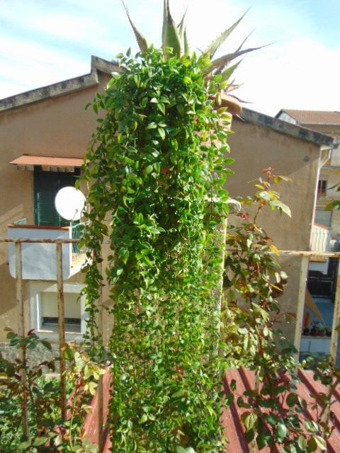 Ruscus cadente x 9 H 160 - Sconti per Fioristi e Aziende . - Artificiale