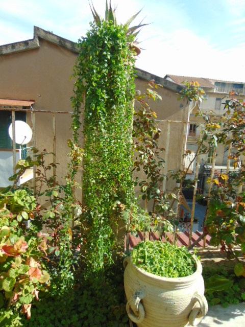 Ruscus cadente x 9 H 160 - Sconti per Fioristi e Aziende . - Artificiale