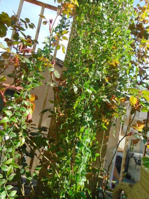 Ruscus cadente x 9 H 160 - Sconti per Fioristi e Aziende . - Artificiale