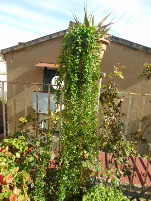 Ruscus cadente x 9 H 160 - Sconti per Fioristi e Aziende . - Artificiale