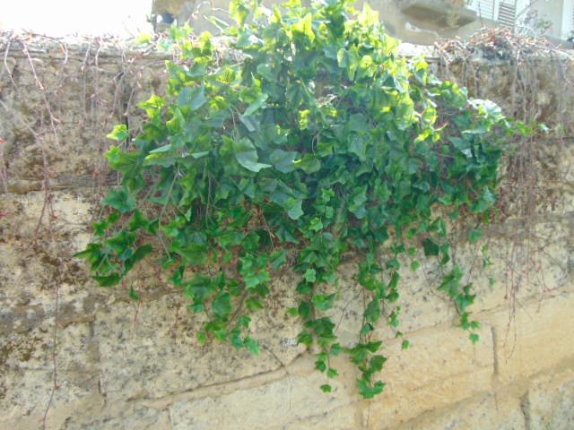 Edera Cadente Inglese H 70 con 13 rami - Sconti per Fioristi e Aziende - San  Michele di Ganzaria (Catania)