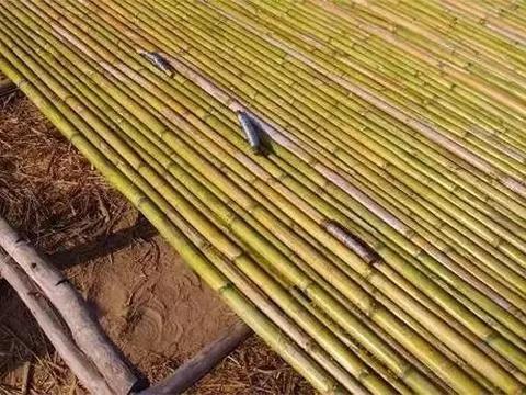 Canna di Bamboo dm. 12/14 - Sconti per Fioristi e Aziende . - Alte cm. 200-250-300