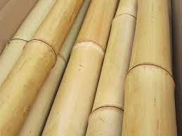 Canna di Bamboo dm 10/12 - Sconti per Fioristi e Aziende . - Alte cm.200