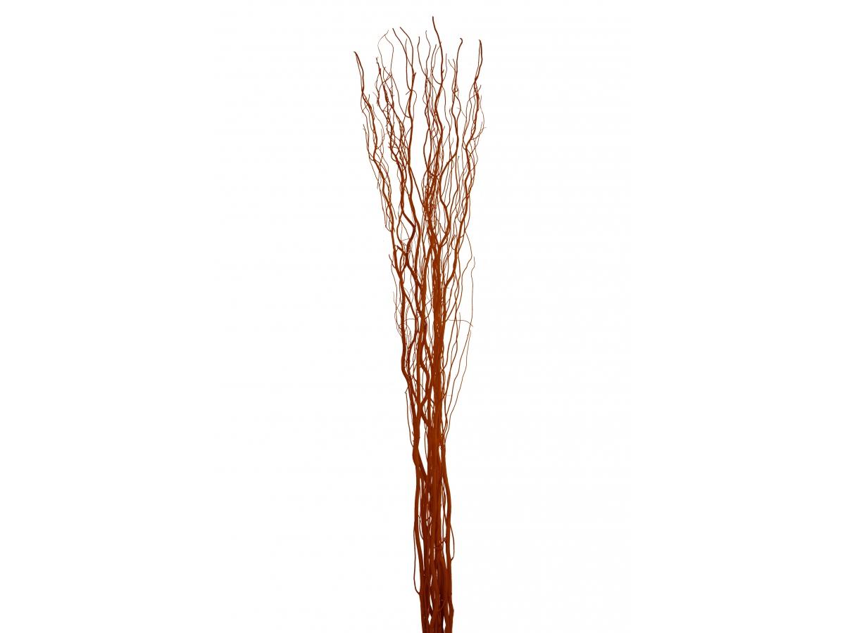 Nocciolo Contorto H 300 x 10 - Sconti per Fioristi e Aziende - Salix Willow naturale