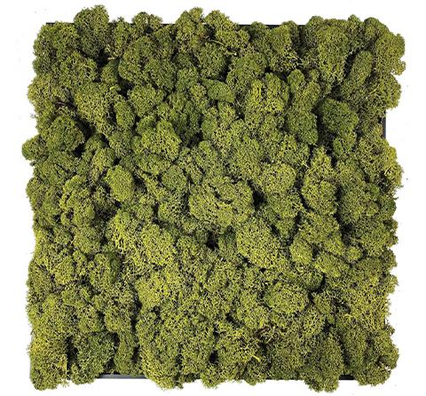 Pannello Moss cm. 80 x 120  - Soluzione personalizzabile - per ogni esigenza d'arredo interno