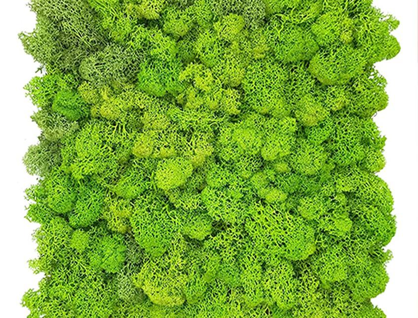 Pannello Moss in Head Work - Soluzione personalizzabile - per eventi e interior designer