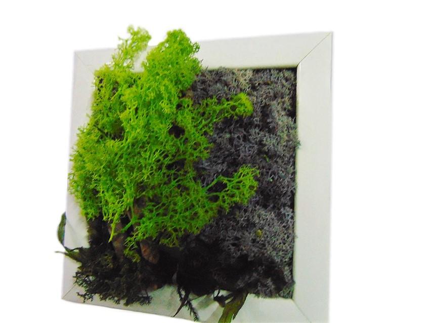Quadro Moss con alberi  - Sconti per Fioristi e Aziende . - cm. 20 x 20