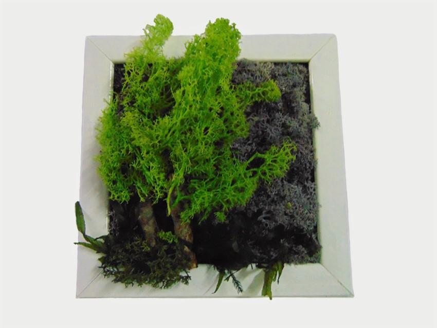 Quadro Moss con alberi  - Sconti per Fioristi e Aziende . - cm. 20 x 20