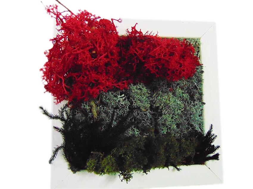 Quadro muschiato alberi cm. 20 x 20 - Sconti per Fioristi e Aziende .