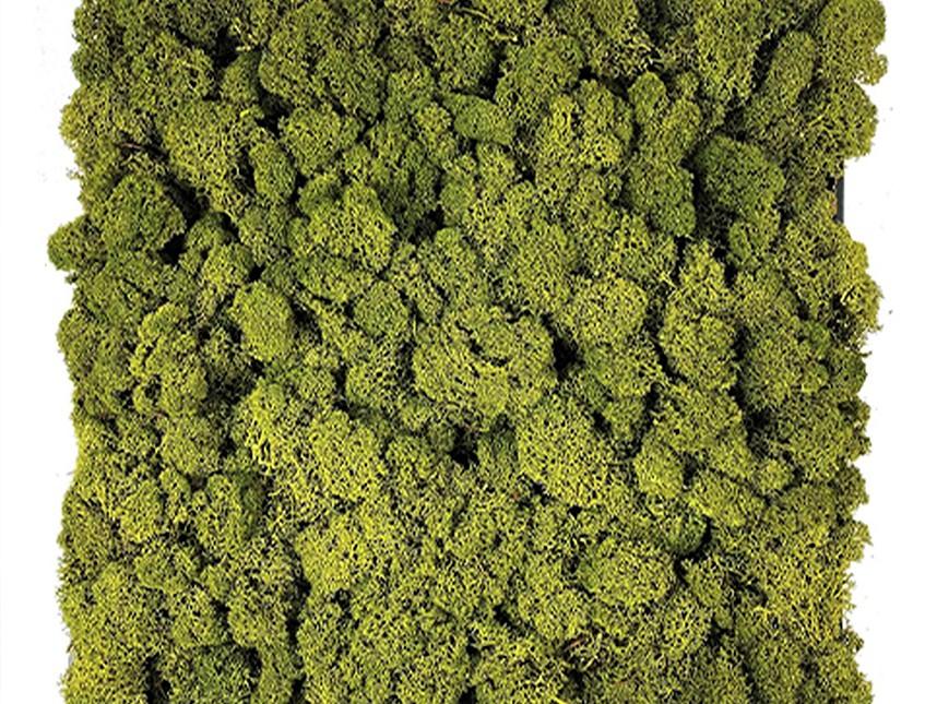 Pannello Moss cm. 40 x 40  - Soluzione personalizzabile - per ogni esigenza d'arredo interno