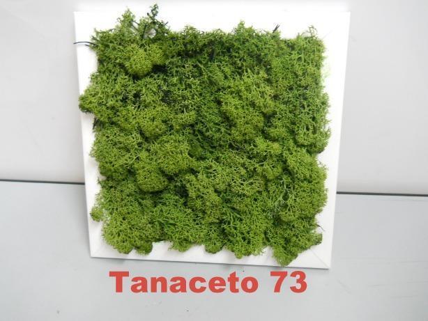 Pannello Moss cm. 40 x 40  - Soluzione personalizzabile - per ogni esigenza d'arredo interno