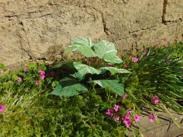 Pothos x 12 in poliestere - Sconti per Fioristi e Aziende . - Artificiale