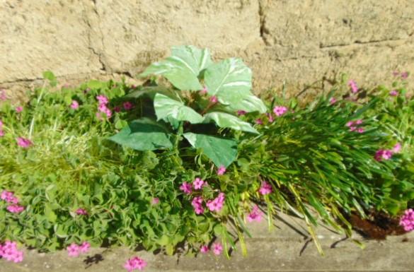 Pothos x 12 in poliestere - Sconti per Fioristi e Aziende . - Artificiale