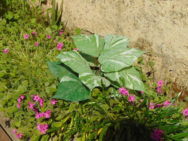 Pothos x 12 in poliestere - Sconti per Fioristi e Aziende . - Artificiale