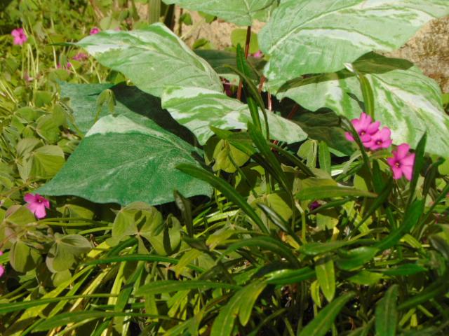Pothos x 12 in poliestere - Sconti per Fioristi e Aziende . - Artificiale