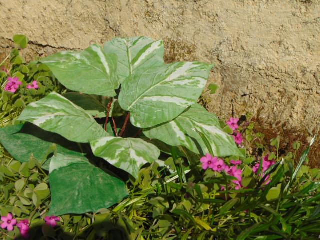 Pothos x 12 in poliestere - Sconti per Fioristi e Aziende . - Artificiale