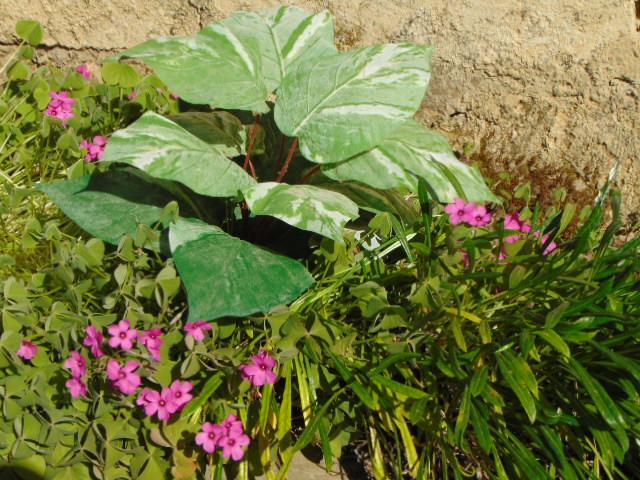 Pothos x 12 in poliestere - Sconti per Fioristi e Aziende . - Artificiale