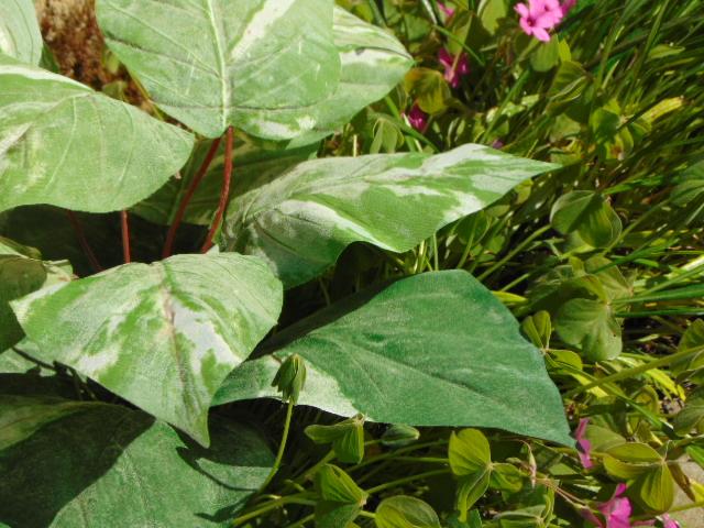 Pothos x 12 in poliestere - Sconti per Fioristi e Aziende . - Artificiale