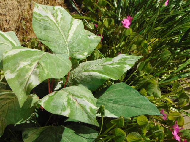 Pothos x 12 in poliestere - Sconti per Fioristi e Aziende . - Artificiale