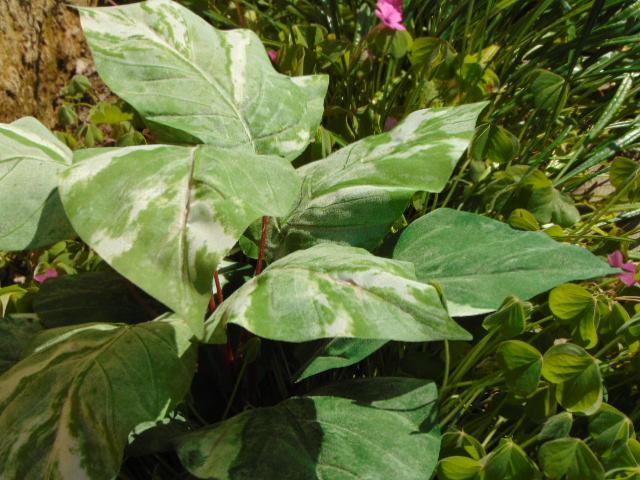 Pothos x 12 in poliestere - Sconti per Fioristi e Aziende . - Artificiale