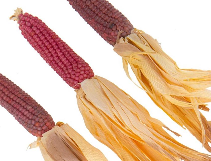 Pannocchia di Mais Naturali H 26 - Sconti per Fioristi e Aziende . - Con foglie Secche