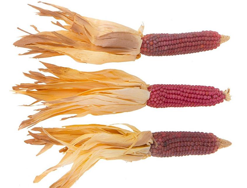 Pannocchia di Mais Naturali H 26 - Sconti per Fioristi e Aziende . - Con foglie Secche