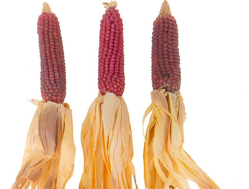 Pannocchia di Mais Naturali H 26 - Sconti per Fioristi e Aziende . - Con foglie Secche