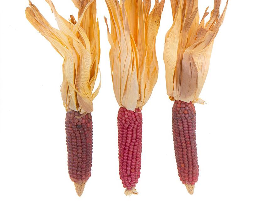 Pannocchia di Mais Naturali H 26 - Sconti per Fioristi e Aziende . - Con foglie Secche