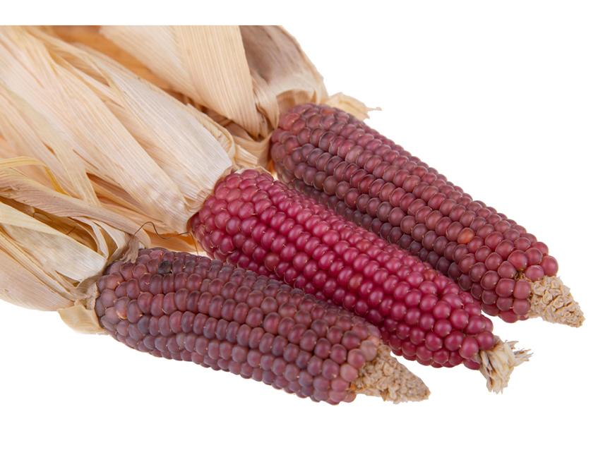 Pannocchia di Mais Naturali H 26 - Sconti per Fioristi e Aziende . - Con foglie Secche