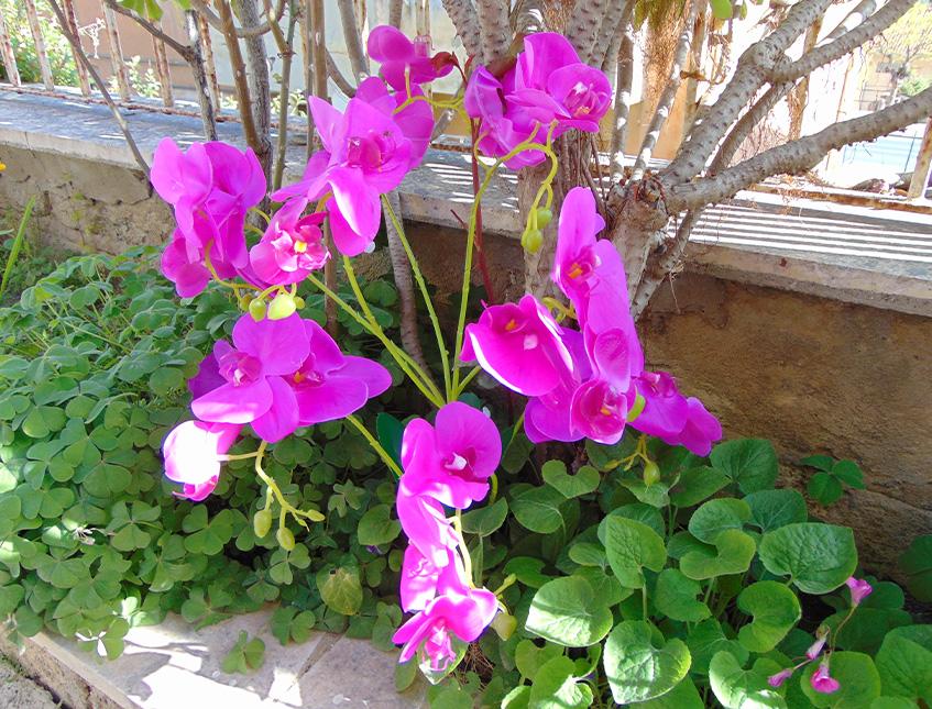 Orchidea Plant in poliestere - Sconti per fioristi e aziende . - x 9