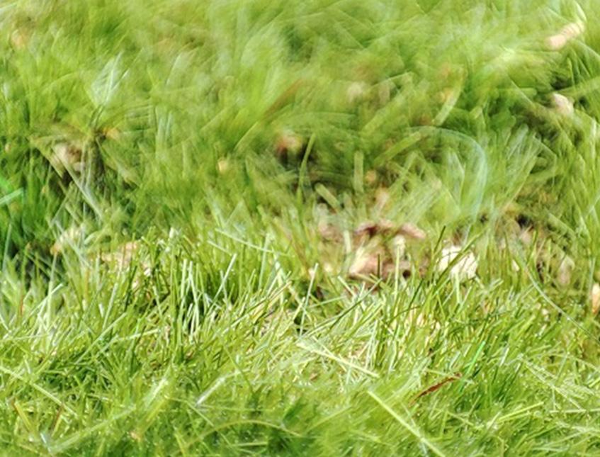 Pannello moss sintetico cm. 60 x 40 H 5 - Sconti per Fioristi e Aziende e Wedding