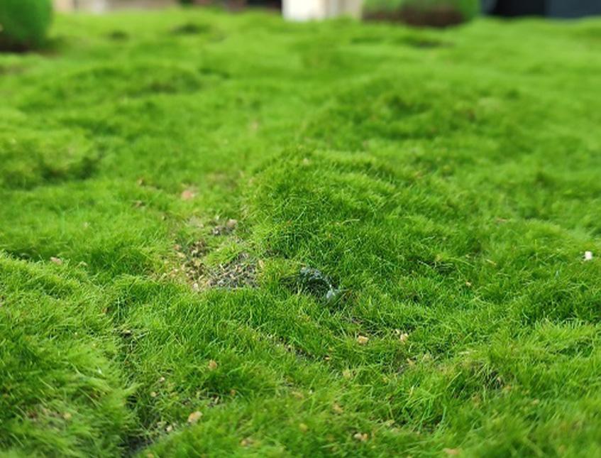 Pannello moss sintetico cm. 60 x 40 H 5 - Sconti per Fioristi e Aziende e Wedding