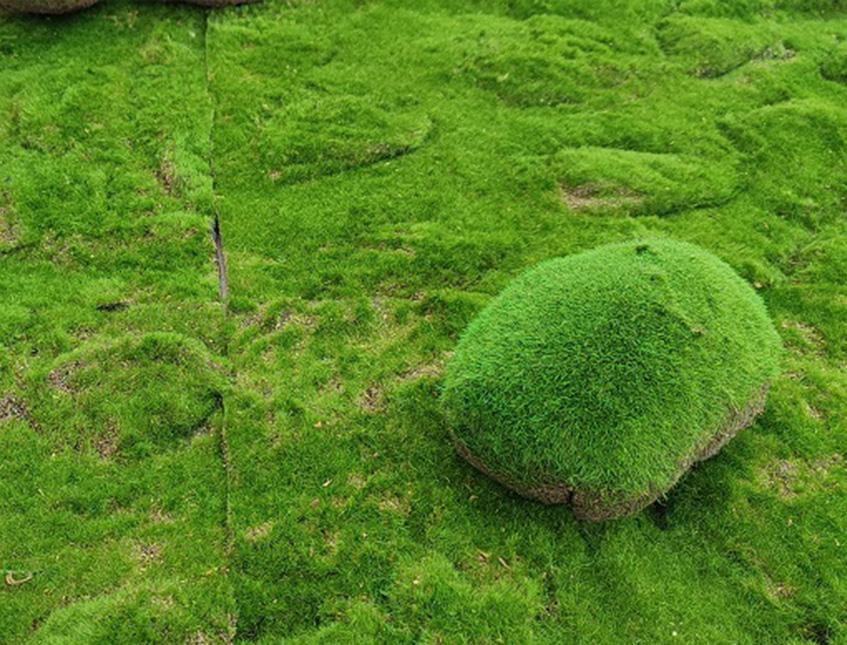 Pannello moss sintetico cm. 60 x 40 H 5 - Sconti per Fioristi e Aziende e Wedding