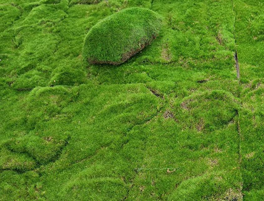 Pannello moss sintetico cm. 60 x 40 H 5 - Sconti per Fioristi e Aziende e Wedding