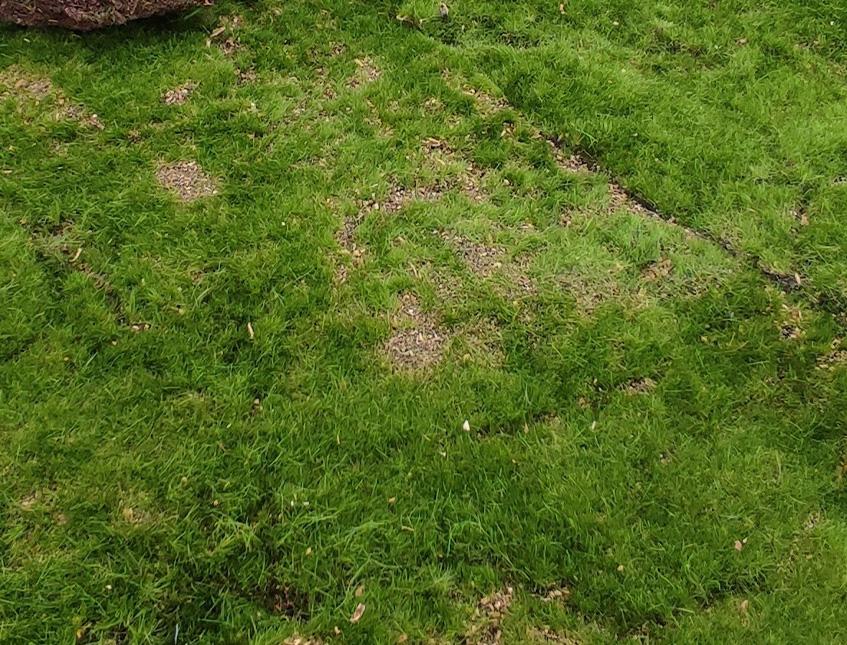 Pannello moss sintetico cm. 60 x 40 H 5 - Sconti per Fioristi e Aziende e Wedding
