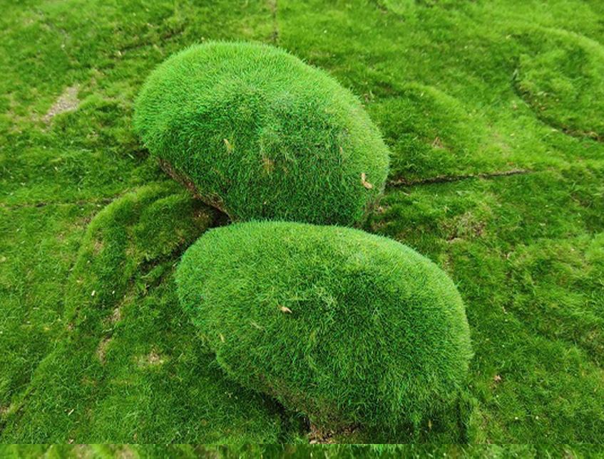 Ball Moss x 2 sintetico cm. 22X22 + CM.15/25 - Sconti per Fioristi e Aziende e Wedding
