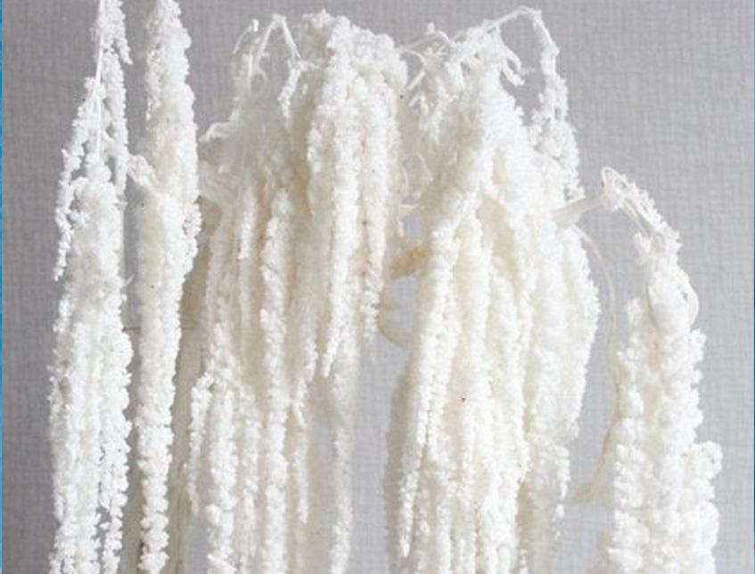 Amaranthus Bianco H 90/110 - Sconti per Fioristi e Aziende -Caudatum Stabilizzato