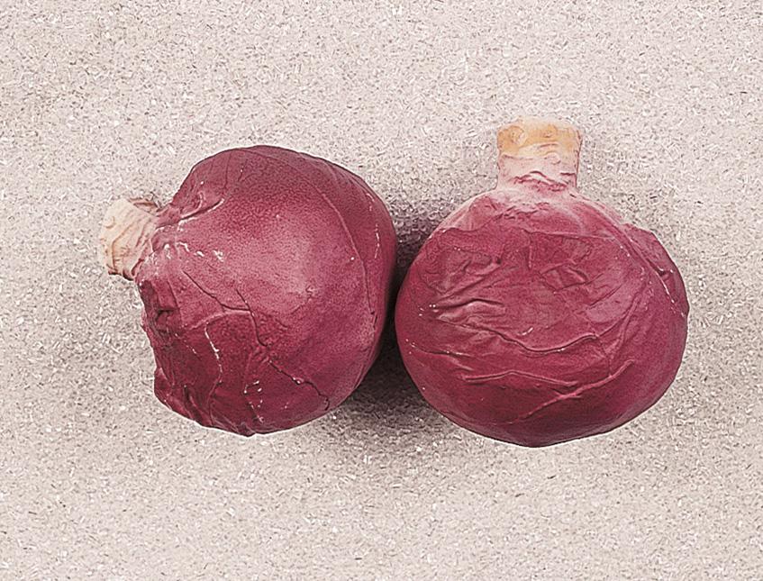 Cavolo rosso artificiale in plastica  - Sconti per Fioristio e Aziende . - cm.13 x 12