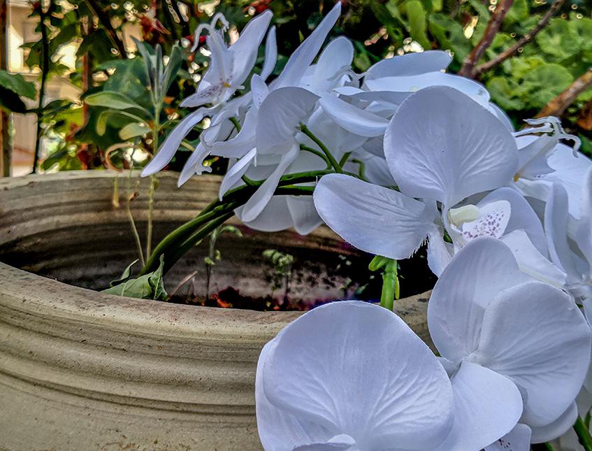 Phalenopsis Cadente x 3 H 113 - Sconti per Fioristi e Aziende . - In poliester